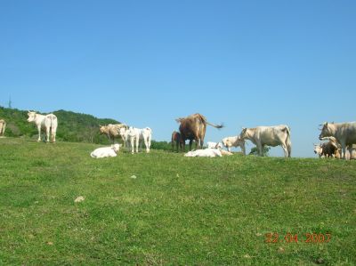 Clicca per immagine full size